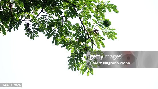 Leguminoseae Twigs and Leaves with white background Leguminoseae Twigs and Leaves with white background
