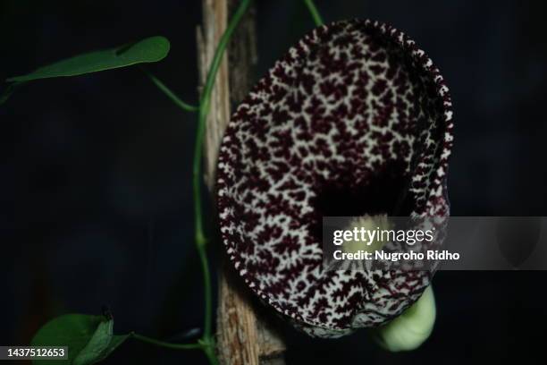 beautiful aristolochia littoralis in the dark mood background - aristolochia stock pictures, royalty-free photos & images