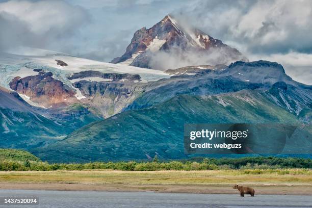 brown bear in river in front of a glacier and mountains - ak stock pictures, royalty-free photos & images