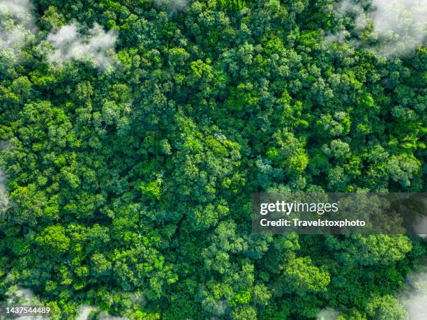 tropical green forest nature with clouds - co2 emission stock-fotos und bilder