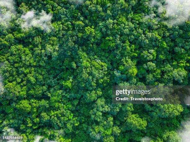 tropical green forest nature with clouds - gas de efecto invernadero fotografías e imágenes de stock