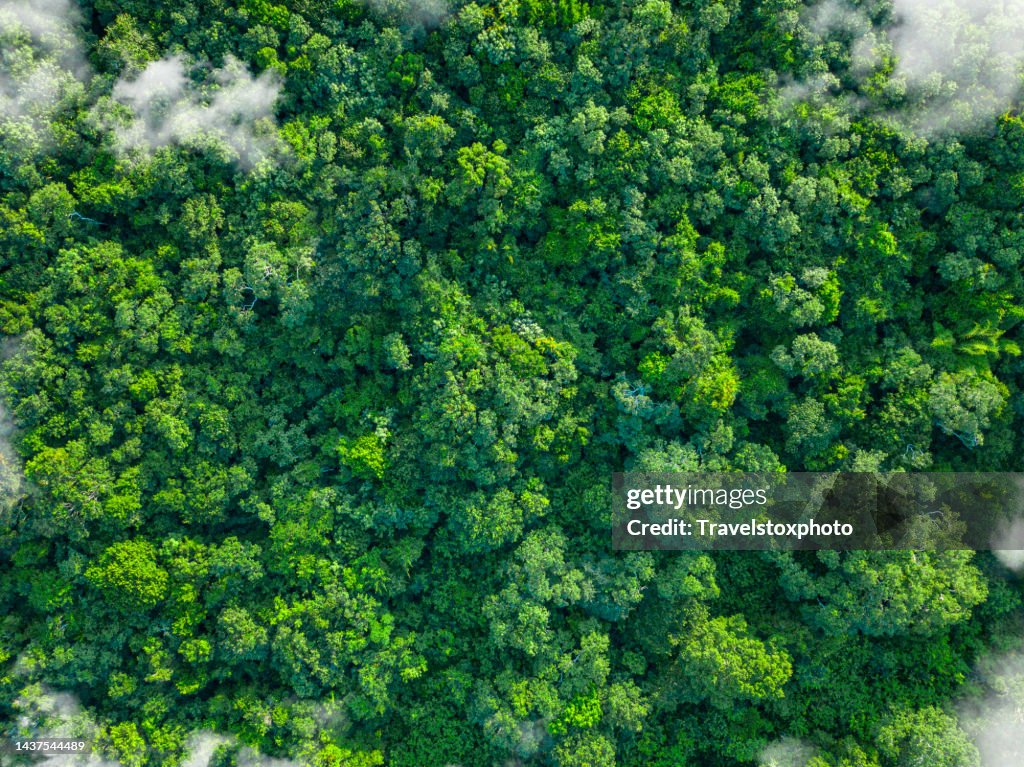 Tropical green forest nature with clouds