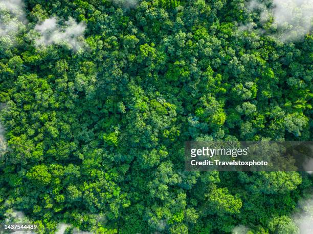 tropical green forest nature with clouds - sustainable stock pictures, royalty-free photos & images