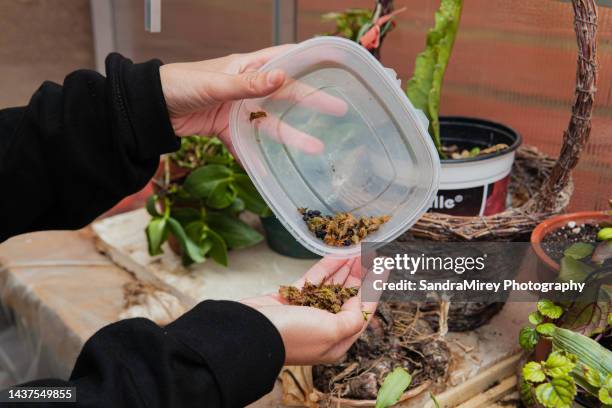 adult woman holding seeds in her hands - hibernation stock pictures, royalty-free photos & images