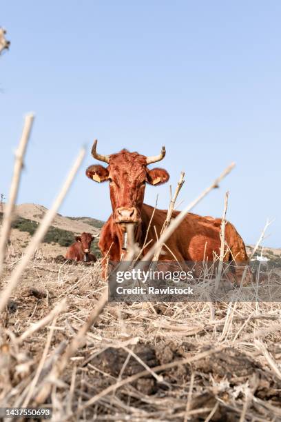 vertical photo of a cow resting on dry grass - ganado salvaje fotografías e imágenes de stock