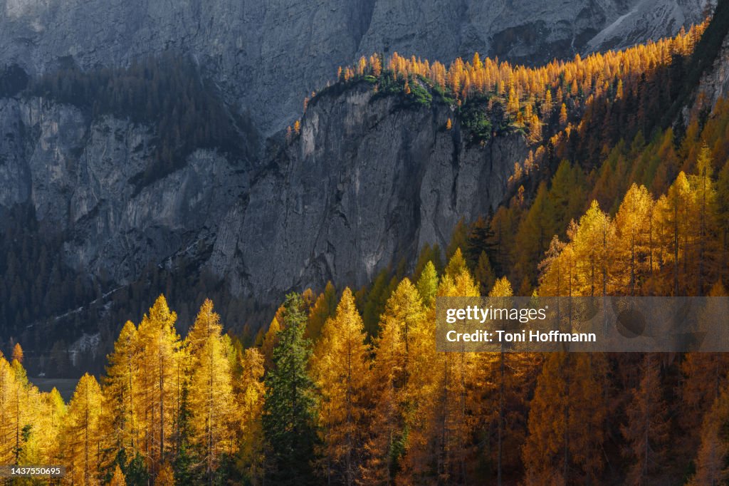 Indian summer in the Dolomites with a lark forest in the valley