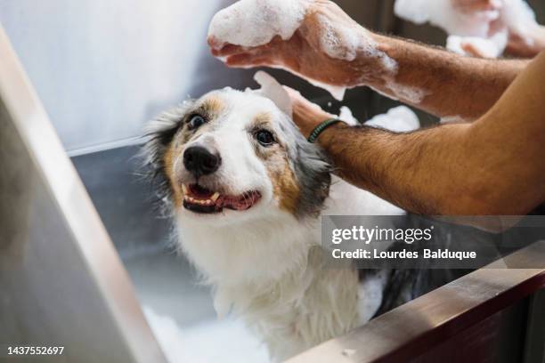 border collie at dog groomer - shampoo stock-fotos und bilder