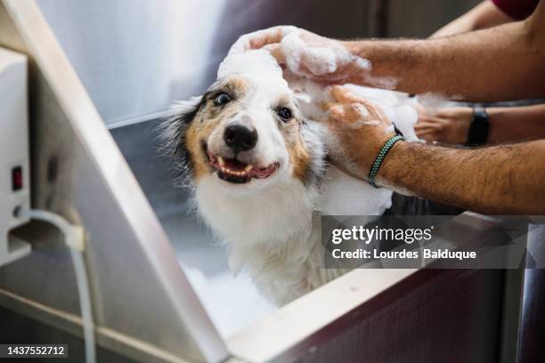 border collie at dog groomer - animal groomer stock pictures, royalty-free photos & images