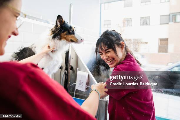 border collie dog shakes off the water at the pet grooming salon, splashing the groomers, moment of humor - pet groom stock pictures, royalty-free photos & images