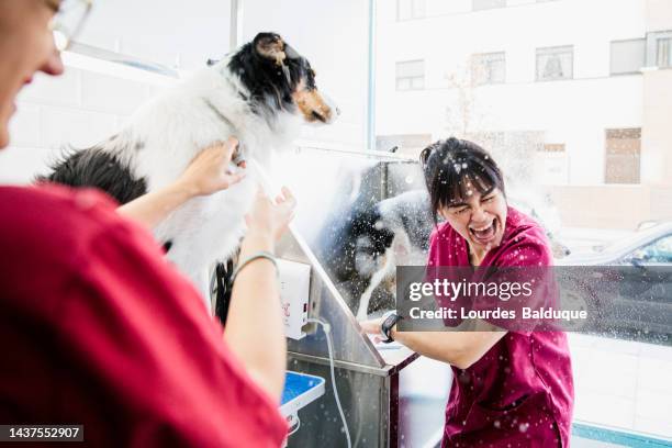 border collie dog shakes off the water at the pet grooming salon, splashing the groomers, moment of humor - pet grooming salon stock pictures, royalty-free photos & images