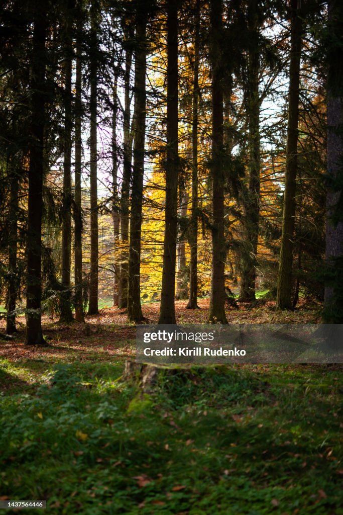 Autumn forest