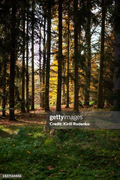 autumn forest - voetgangerspad stockfoto's en -beelden