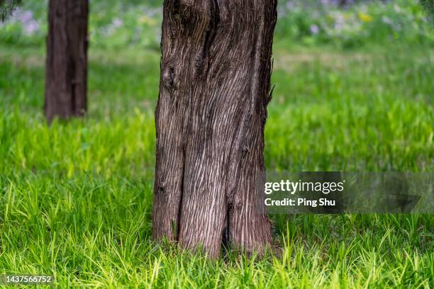 bottom of trunk - boot icon stock pictures, royalty-free photos & images