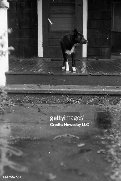 Dog waits on the steps of a home while the rising tide from Hurricane Donna threatens his doorstep in East Rockaway, New York on September 12, 1960.