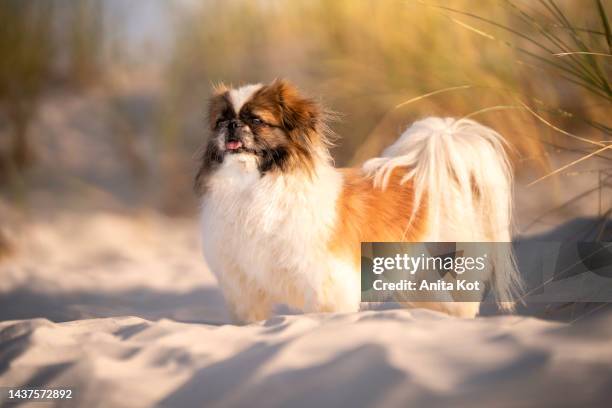 portrait of a pekingese breed dog - pekinés fotografías e imágenes de stock