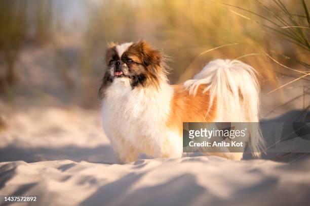 portrait of a pekingese breed dog - pekingese stock pictures, royalty-free photos & images