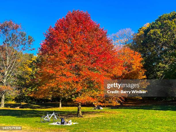 people in park near trees, brooklyn - new york basks in sunny indian summer day stock-fotos und bilder