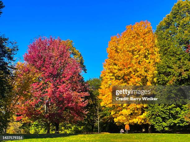 people in park near trees, brooklyn - new york basks in sunny indian summer day stock-fotos und bilder