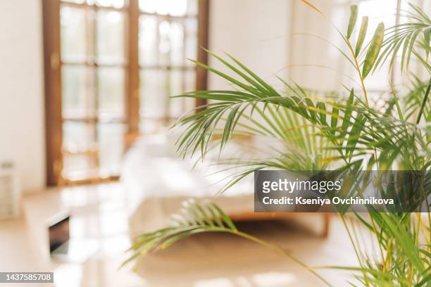 close up of green fresh tropical houseplant palm leaves with blurred cozy bedroom background. urban jungle interior. slow living concept. - palm sunday stockfoto's en -beelden