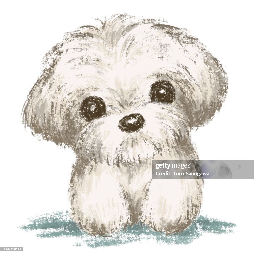 Portrait of Maltese