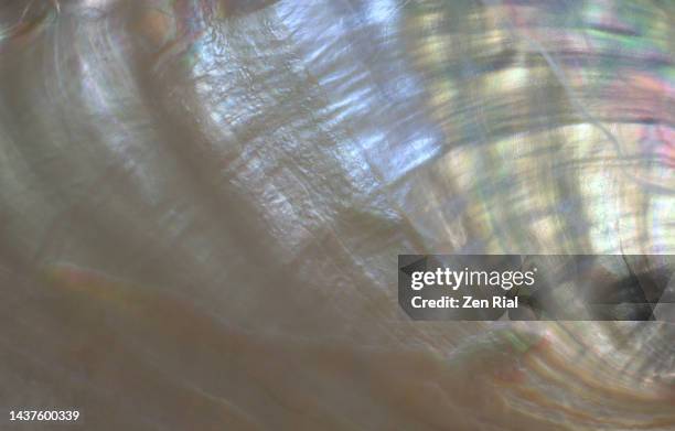 nacre also called mother-of-pearl- inside surface of an abalone - iridescent stock-fotos und bilder