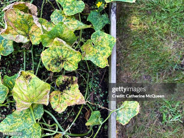 cucumber plants wilting at summer’s end - cucumber leaves stock-fotos und bilder