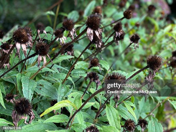 drying coneflower blossoms - sonnenhut pflanzengattung stock-fotos und bilder