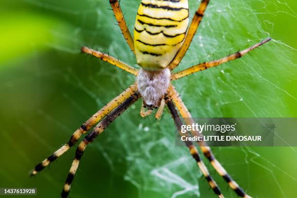 wasp spider (argiope bruennichi) - getingspindel bildbanksfoton och bilder