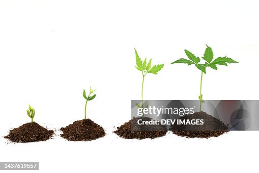 Plant stages - Plant evolution Plant stages - Plant evolution