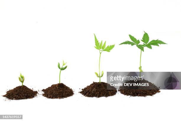 plant stages - plant evolution - knop plant stage stockfoto's en -beelden
