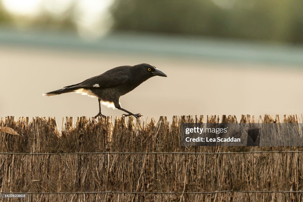 Currawong on a fence