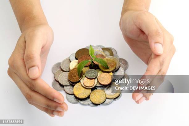 hands protecting young plant growing from money - guarding money stock pictures, royalty-free photos & images