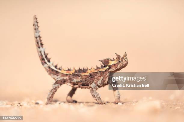 wild thorny devil (moloch horridus) isolated on a sand substrate with blurred background - kräldjur bildbanksfoton och bilder