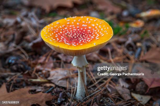 red mushroom in the forest - zoom in stock pictures, royalty-free photos & images