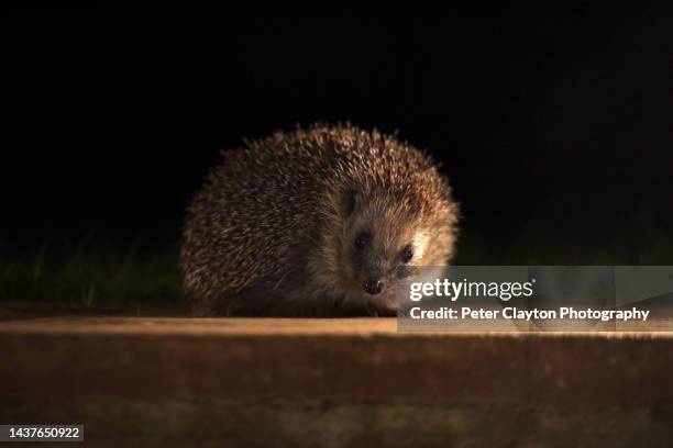 european hedgehog at night - hedgehog stock pictures, royalty-free photos & images