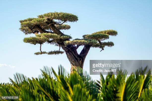 grande olivo bonsai - bonsai tree foto e immagini stock