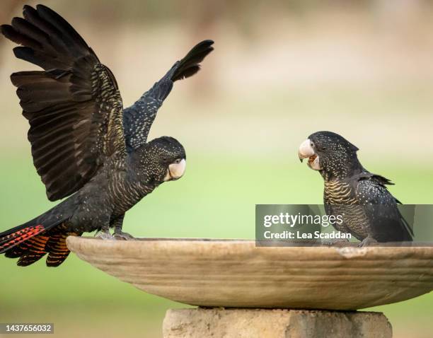 black cockatoos on a bird bath - cockatoo stock pictures, royalty-free photos & images