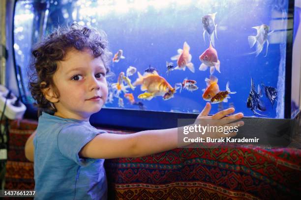 little boy looking at the gold fishes - looking at fish tank stock pictures, royalty-free photos & images