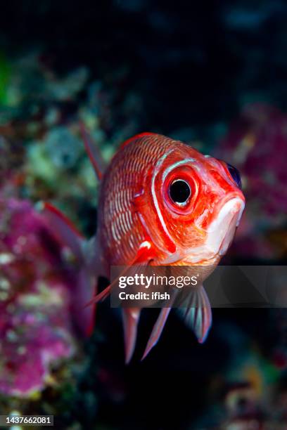 portrait of silverspot squirrelfish sargocentron caudimaculatum, palau, micronesia - silverspot stock pictures, royalty-free photos & images