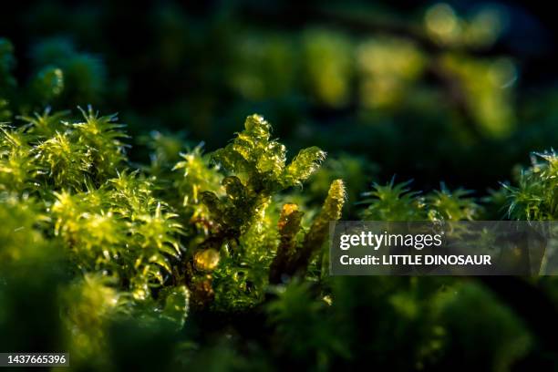 moss sporophyte shining in the morning dew - moss stock-fotos und bilder