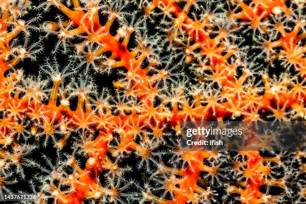 weichkorallenkolonie aus tausenden von filigranen schönheiten, palau, mikronesien - soft coral stock-fotos und bilder