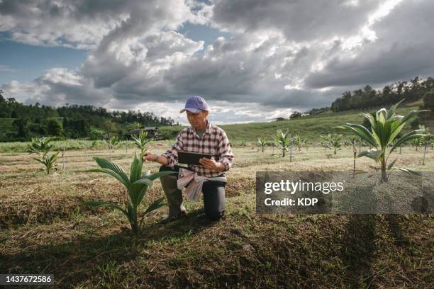 portrait of senior male farmer with digital tablet while working at coconut palm tree field. - old man smart stock pictures, royalty-free photos & images