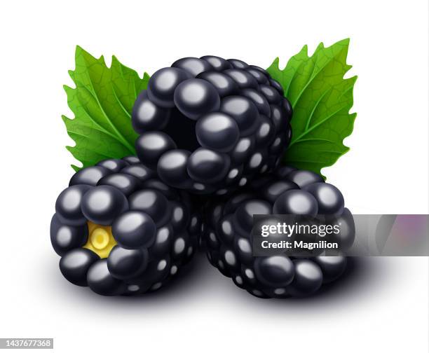 blackberry vector - blackberry fruit vector stock illustrations