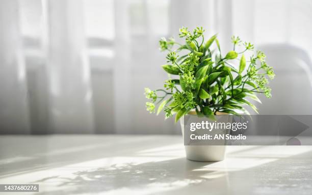 potted plants on window. houseplants in pots on windowsill. home decor concept. modern houseplants with white curtain. minimal creative home decor concept. - wood ledge stock pictures, royalty-free photos & images