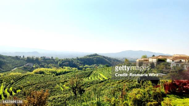 valdobbiadene, world famous italian wine growing area - prosecco stock-fotos und bilder