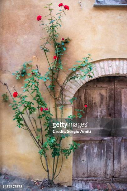 wooden door with roses on yellow wall - old castle entrance stockfoto's en -beelden