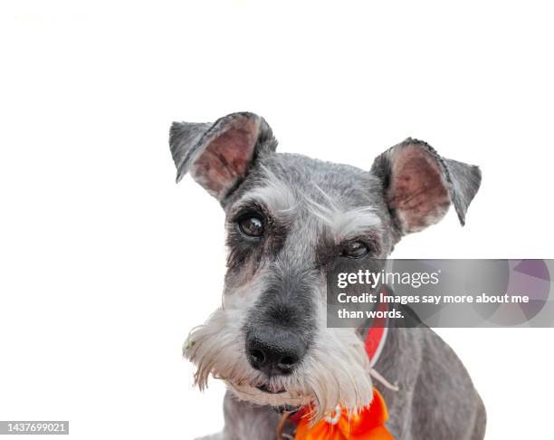 a portrait of an old schnauzer against a white background - schnauzer stock pictures, royalty-free photos & images