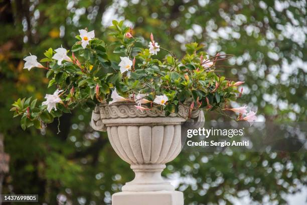 a mandevilla laxa flower vase in monforte d’alba, piedmont, italy - mandevilla stock pictures, royalty-free photos & images