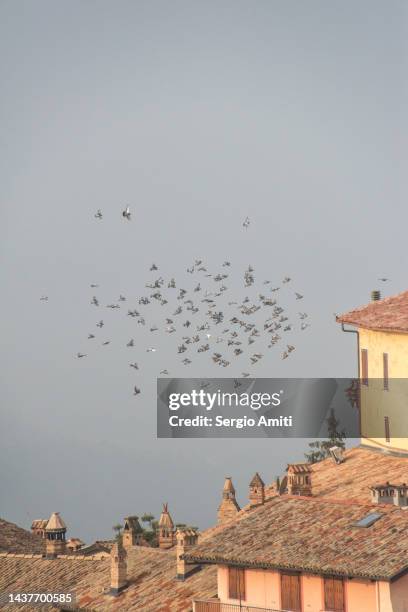 flock of pigeons flying on terracotta tile roof in monforte d’alba, piedmont, italy - flyingconi stock pictures, royalty-free photos & images