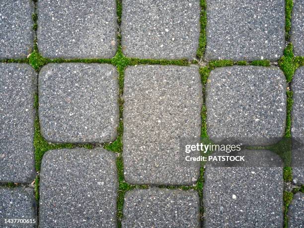 moss growing in the joints of grey paving blocks. - block paving stock pictures, royalty-free photos & images